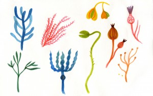 Il mondo vegetale di Anne Laval all’Orto Botanico