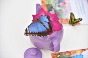 Un tè con le farfalle