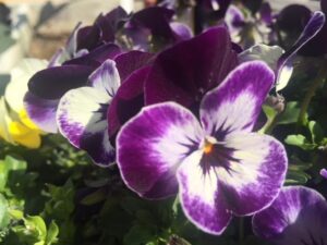 Esplorando il verde urbano